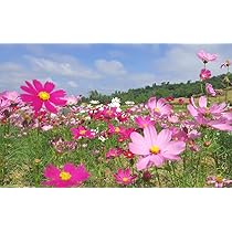 コスモス風景6号サイズ 楽天市場】ウォールステッカー 飾り 秋桜 コスモス 【cosmos